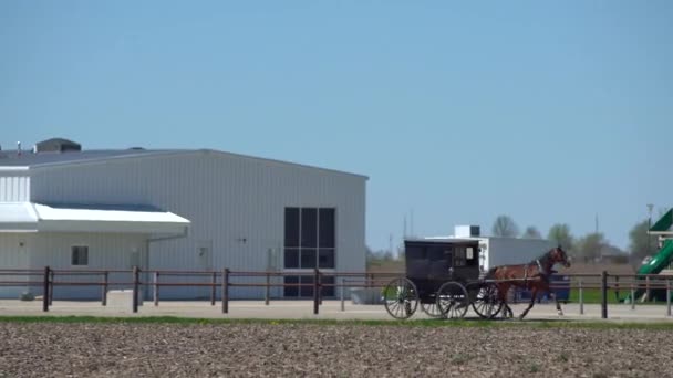 Black Horse Drawn Buggy Velocidades Longo Farm Road Amish País — Vídeo de Stock