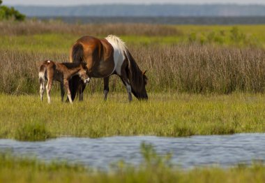 5 Day Old Wild Foal With Pony Mom at Assateague Island clipart