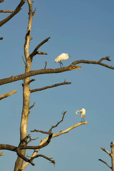 Great White Heron Birds Groom Zichzelf in Barren Tree — Stockfoto