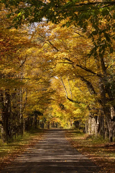 Secluded Narrow Lane Road Tree Leaves Autumn Season Fall Colors — Stock Photo, Image