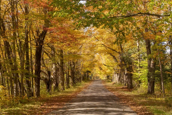 Secluded Narrow Lane Road Tree Leaves Otoño Temporada Colores de otoño — Foto de Stock