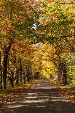 Tenha Dar Yol Ağacı Sonbahar Sonbahar Renklerini Bırakıyor