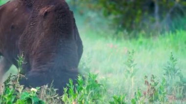 Vahşi Bufalo Boğa Erkek Fotoğrafçı Yellowstone Ulusal Parkı