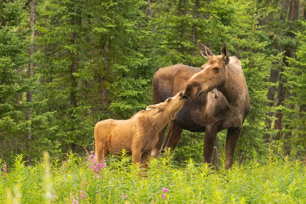 Älg Med Kalv Kant Skogen — Stockfoto