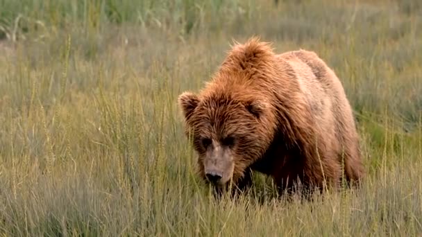 Duży Niedźwiedź Grizzly Podchodzi Bardzo Blisko Jedząc Duże Kęsy Trawy — Wideo stockowe