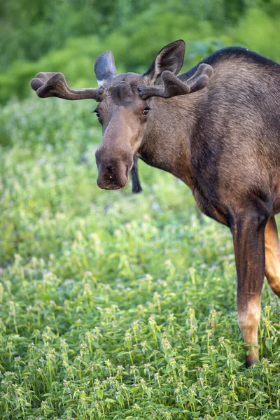 Male Moose Pára Pastar Para Verificar Sua Segurança Perigo Outros — Fotografia de Stock