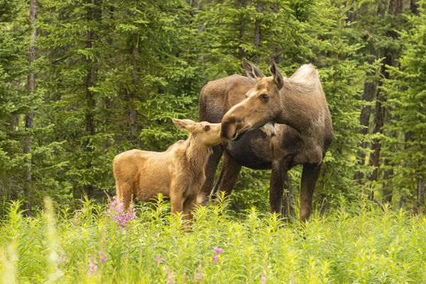 Eland Koe Met Kalf Aan Bosrand — Stockfoto