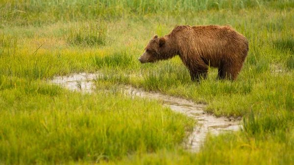 Large Alaskan Grizzly Bear Looks Check Her Cubs While Grazing — Stock Photo, Image