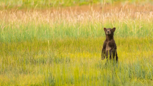 Lake Clark Alaskan Grizzly Bear Unge Leter Etter Moren Sin – stockfoto