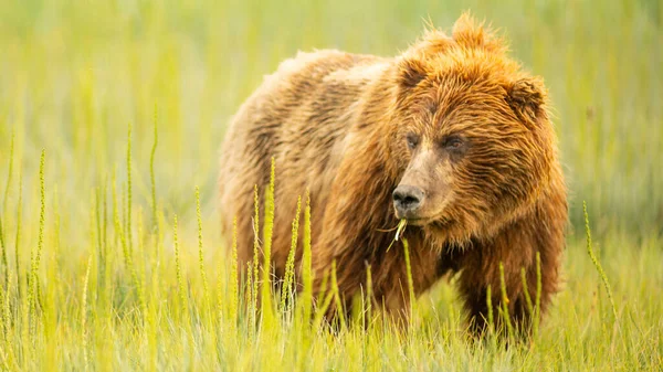 Stor Alaskisk Grizzlybjørn Ser Til Ungene Sine Mens Gresser – stockfoto
