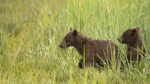 Les Petits Ours Grizzlis Lac Clark Alaska Recherchent Leur Mère — Photo