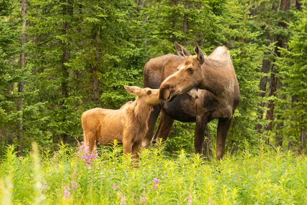 Moose Cow Con Vitello Margini Della Foresta Foto Stock