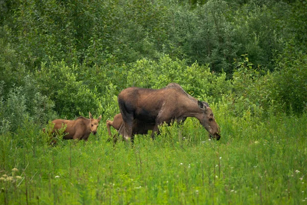 Moose Vaca Com Calkves Borda Floresta — Fotografia de Stock