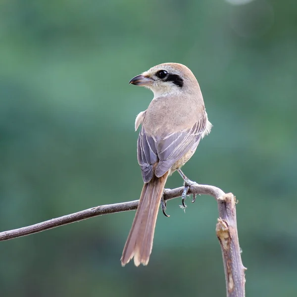 Güzel Kuş Brown Örümcek Kuşu Lanius Cristatus Yeşil Arka Plan — Stok fotoğraf
