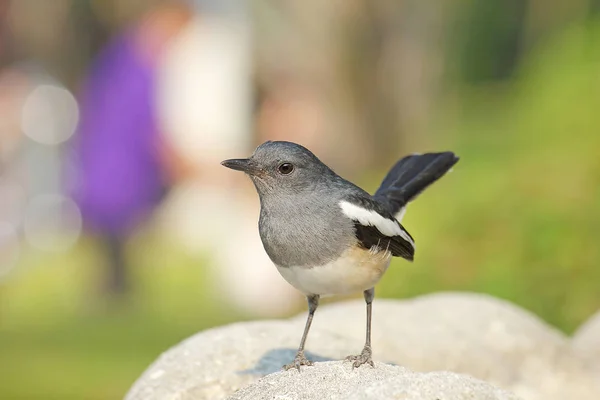 Krásný Černobílý Pták Ženské Orientální Straka Robin — Stock fotografie