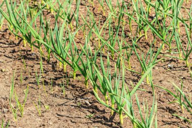 Güneşli spting hava, yatak üzerinde genç yeşil sarımsak