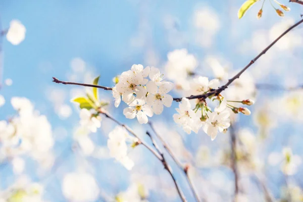 Ganska Vita Körsbärsblommor Solig Dag Blå Bakgrund — Stockfoto