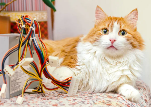 Parlak ev iç oldukça yetişkin kırmızı kedi ve bilgisayar kablo