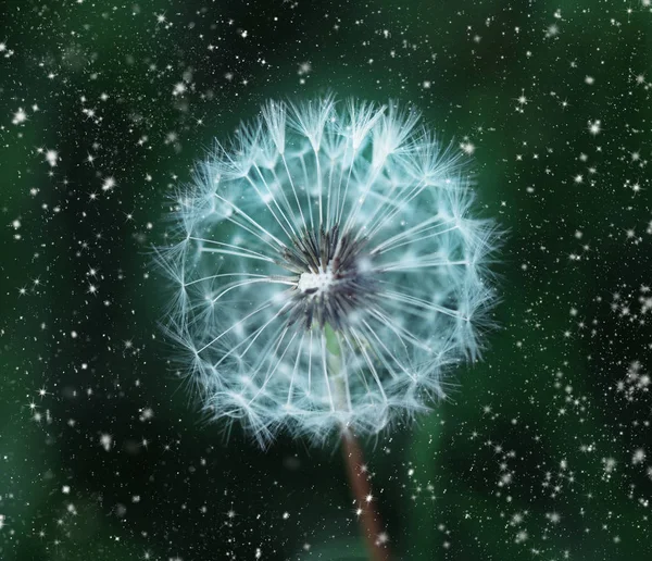 Big White Dandelion White Speckle Dark Green Background — Stock Photo, Image