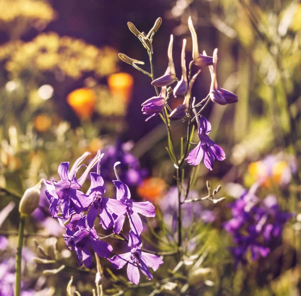 Великая Красота Лиллы Цветы Солнечном Саду — стоковое фото