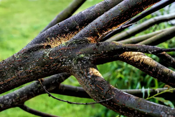 Las Ramas Gruesas Del Árbol Día Soleado — Foto de Stock