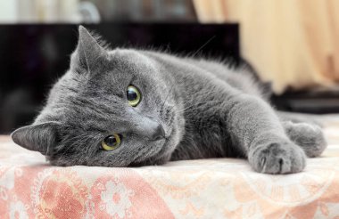 Onun tarafında yalan oldukça yetişkin gri kedi