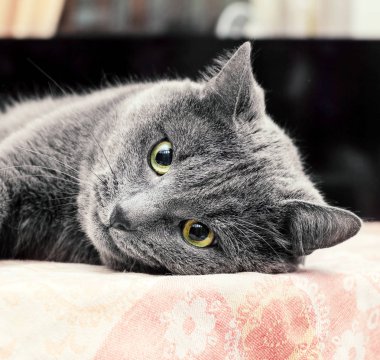 Onun yan masada yatan oldukça yetişkin gri kedi