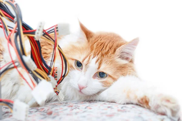 Pretty adult red cat and computer wires in bright home interior