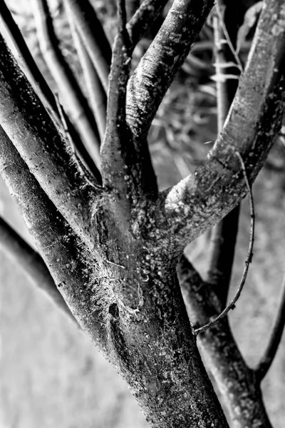 Branches Épaisses Arbre Dans Les Tons Noir Blanc — Photo