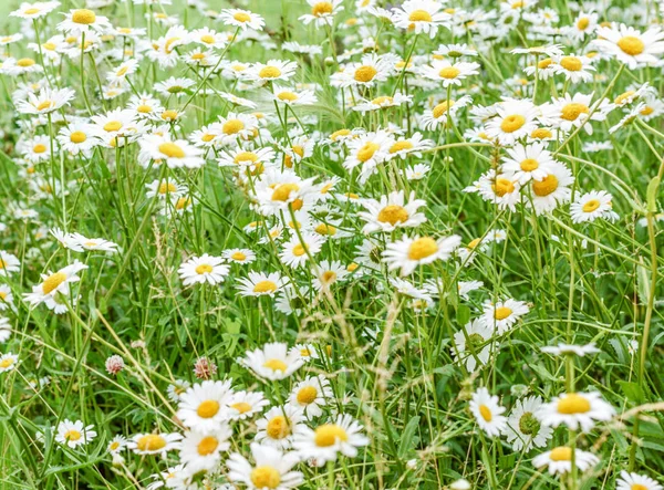 Yaz günü yeşil papatya iyi bir hava sahasında