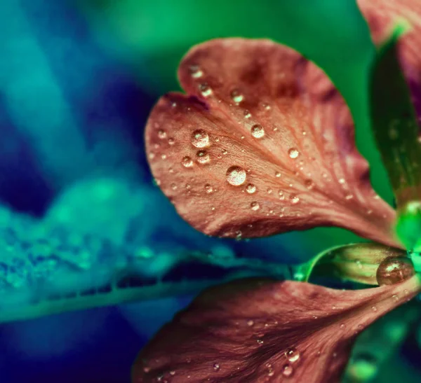 Schönheit Charmante Helle Blume Kraut Aus Nächster Nähe — Stockfoto