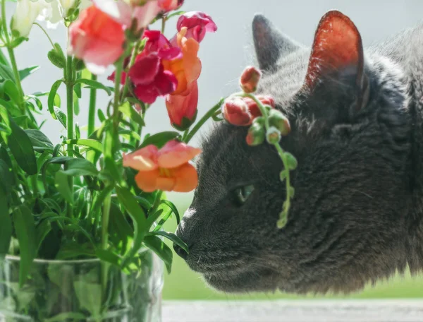 Adult Skönhet Grå Katt Sniffar Blommor Solig Dag — Stockfoto