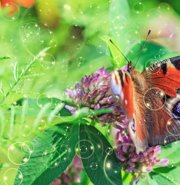 Yonca Çiçek Sabun Köpüğü Yaz Kelebeği — Stok fotoğraf