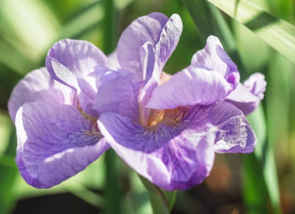 Kauneus Tarjous Kukkivat Pehmeä Valo Violetti Iiris Lähikuva — kuvapankkivalokuva