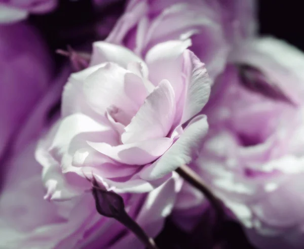 光でトルコギキョウの柔らかい白いリラの花をぼかし — ストック写真