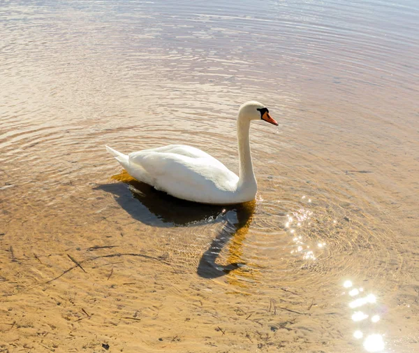 White Swan Water Sunny Weather — Stock Photo, Image