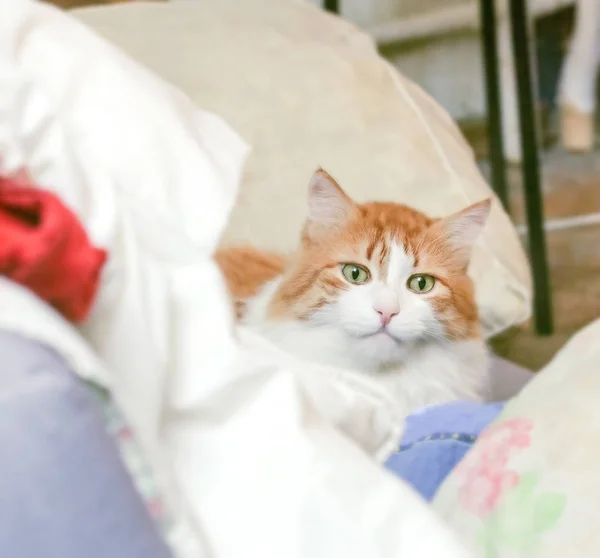 Pretty Adult Red Cat Home Pillows — Stock Photo, Image