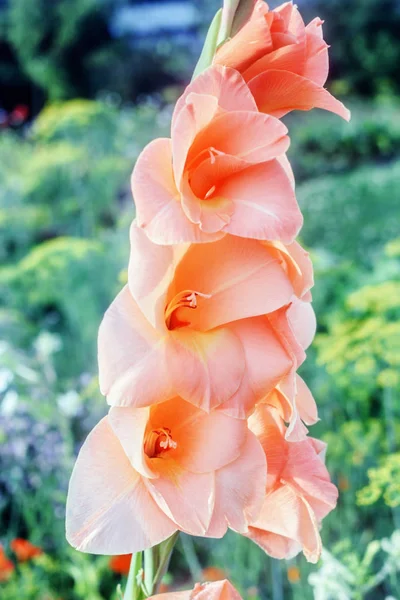 Skönhet Blommor Gladiolus Persika Färg Summer Garden — Stockfoto