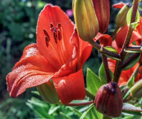 Czerwony Ogród Lily Słoneczne Lato — Zdjęcie stockowe