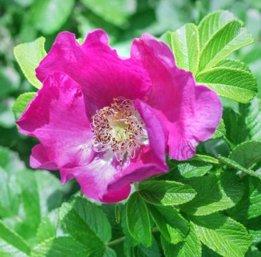 Güzellik pembe çiçekli rose hips güneşli gün büyük