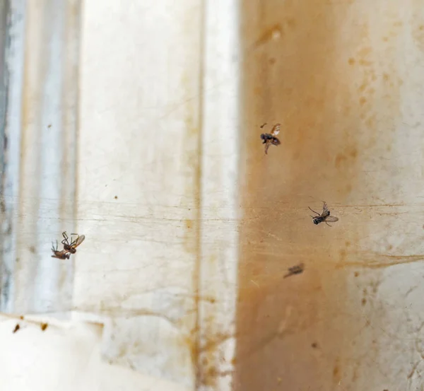 Tote Fliegen Netz Altem Schmuddelzimmer — Stockfoto