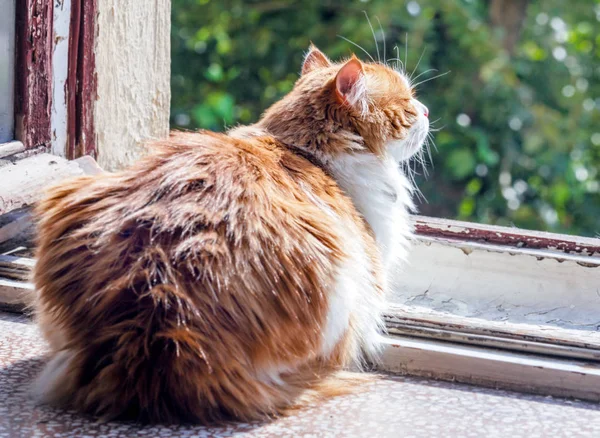 Rote Katze Sonnigen Sommertag Fenster — Stockfoto