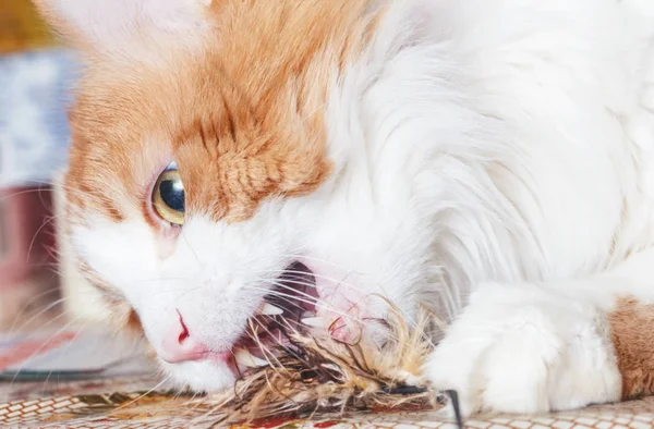 Dişlerini Kürk Oyuncak Ile Yetişkin Kırmızı Kedi — Stok fotoğraf