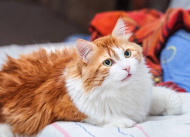 Yetişkin çekici kırmızı kedi dikkatle dinler