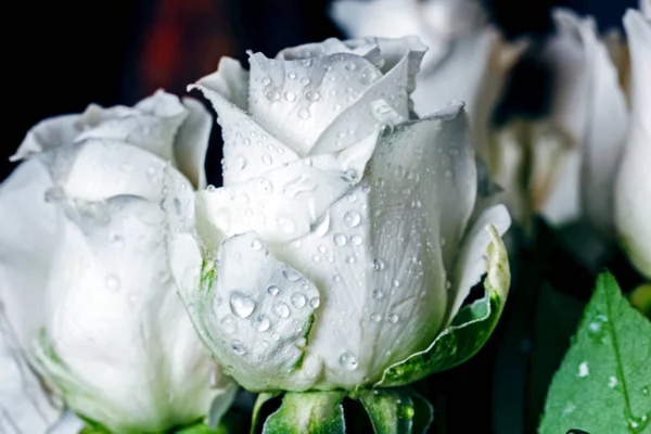 Große Weiße Rosen Wassertropfen Schließen — Stockfoto
