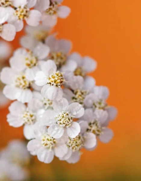 Całkiem Białe Kwiaty Krwawnika Zbliżenie Pomarańczowym Tle — Zdjęcie stockowe