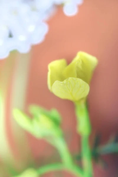 Little Yellow Flower Good Mood Close — Stock Photo, Image