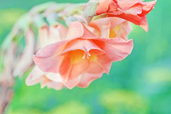 Flor Gladíolo Laranja Encantador Grande Jardim Verão — Fotografia de Stock