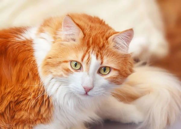 Pěkně Červená Bílá Dospělých Kočka Poslouchá Pozorně Ohromil — Stock fotografie