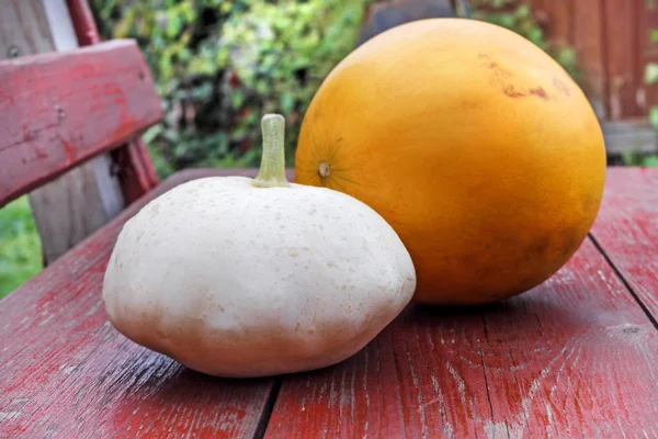 Couple Fall Nature Ripe Happy Squash Melon — Stock Photo, Image